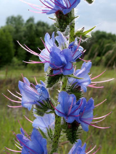 Изображение особи Echium vulgare.