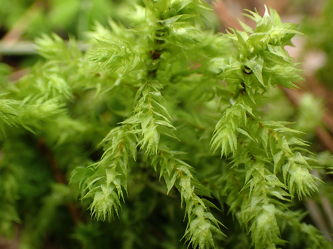 Изображение особи Rhytidiadelphus triquetrus.