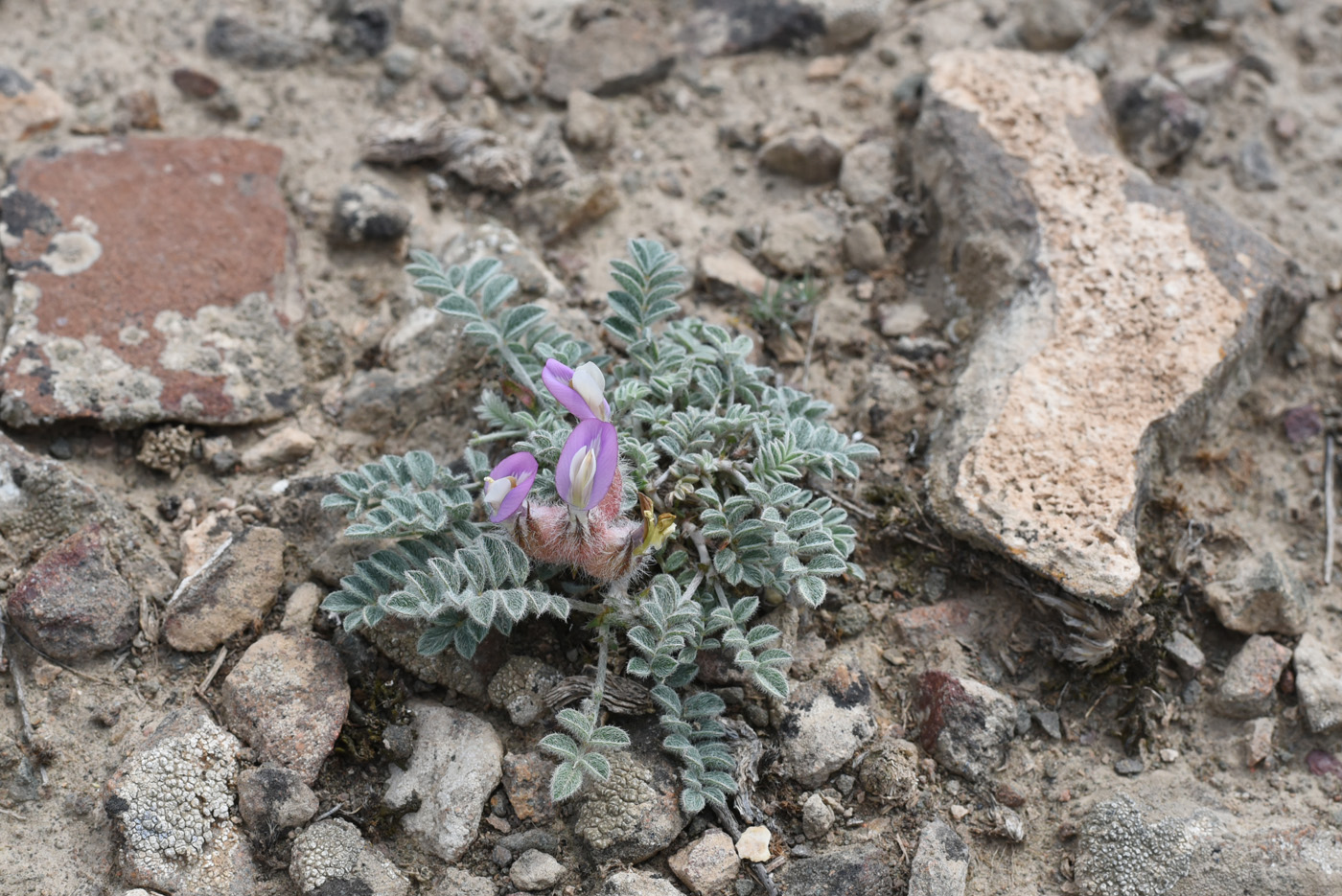 Изображение особи Astragalus chaetodon.