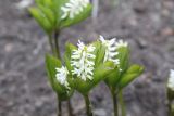 Chloranthus quadrifolius