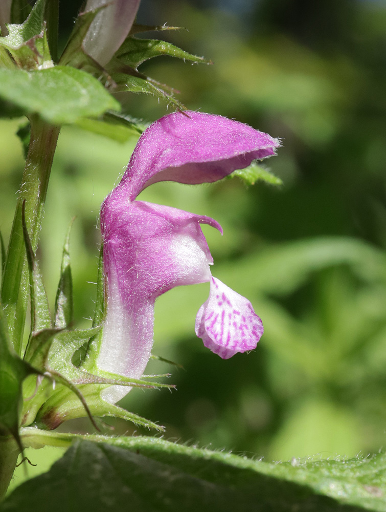 Image of Lamium maculatum specimen.