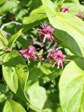 Lonicera maximowiczii