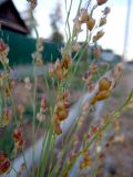 Sorghum saccharatum