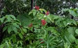 Sambucus miquelii. Верхушка плодоносящего растения (на переднем плане видны верхушки побегов Chamaenerion angustifolium). Сахалин, г. Южно-Сахалинск, горнолыжный комплекс \"Горный воздух\", опушка смешанного леса. 11.08.2023.
