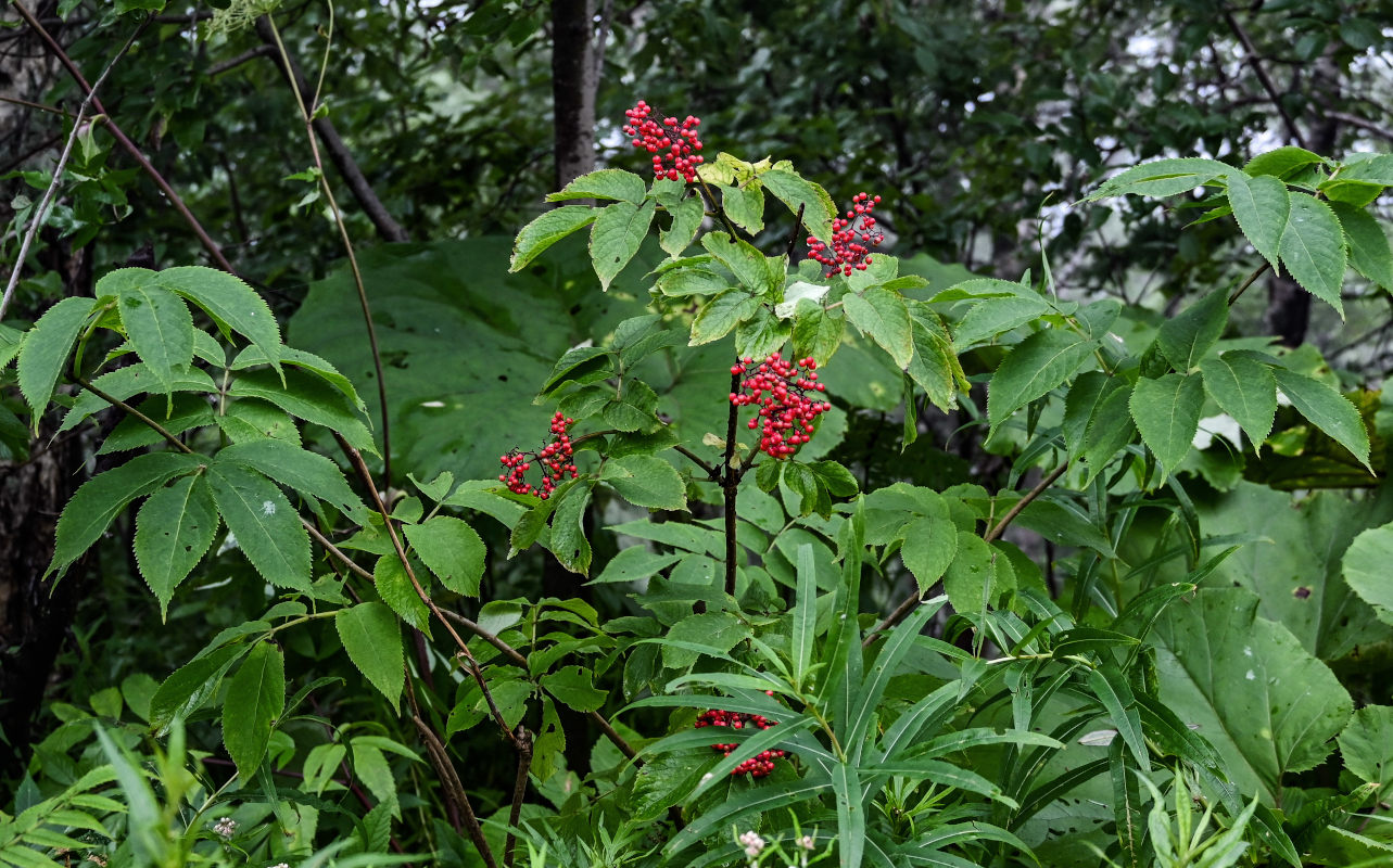 Изображение особи Sambucus miquelii.