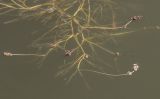 Potamogeton pectinatus