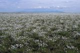 Eriophorum scheuchzeri. Массовое плодоношение растений в тундре. Чукотка, Чаунская низм., дельта р. Чаун-Паляваама, о. Айопечан. 25.06.2005.