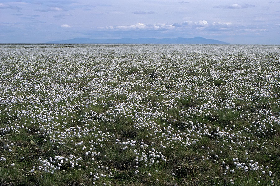 Изображение особи Eriophorum scheuchzeri.