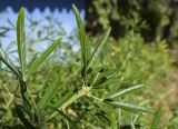 genus Choisya. Верхушка побега. Испания, автономное сообщество Каталония, провинция Жирона, комарка Баш-Эмпорда, муниципалитет Палафружель, ботанический сад \"Кап-Роч\". 27.10.2024.