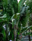 Ravenala madagascariensis