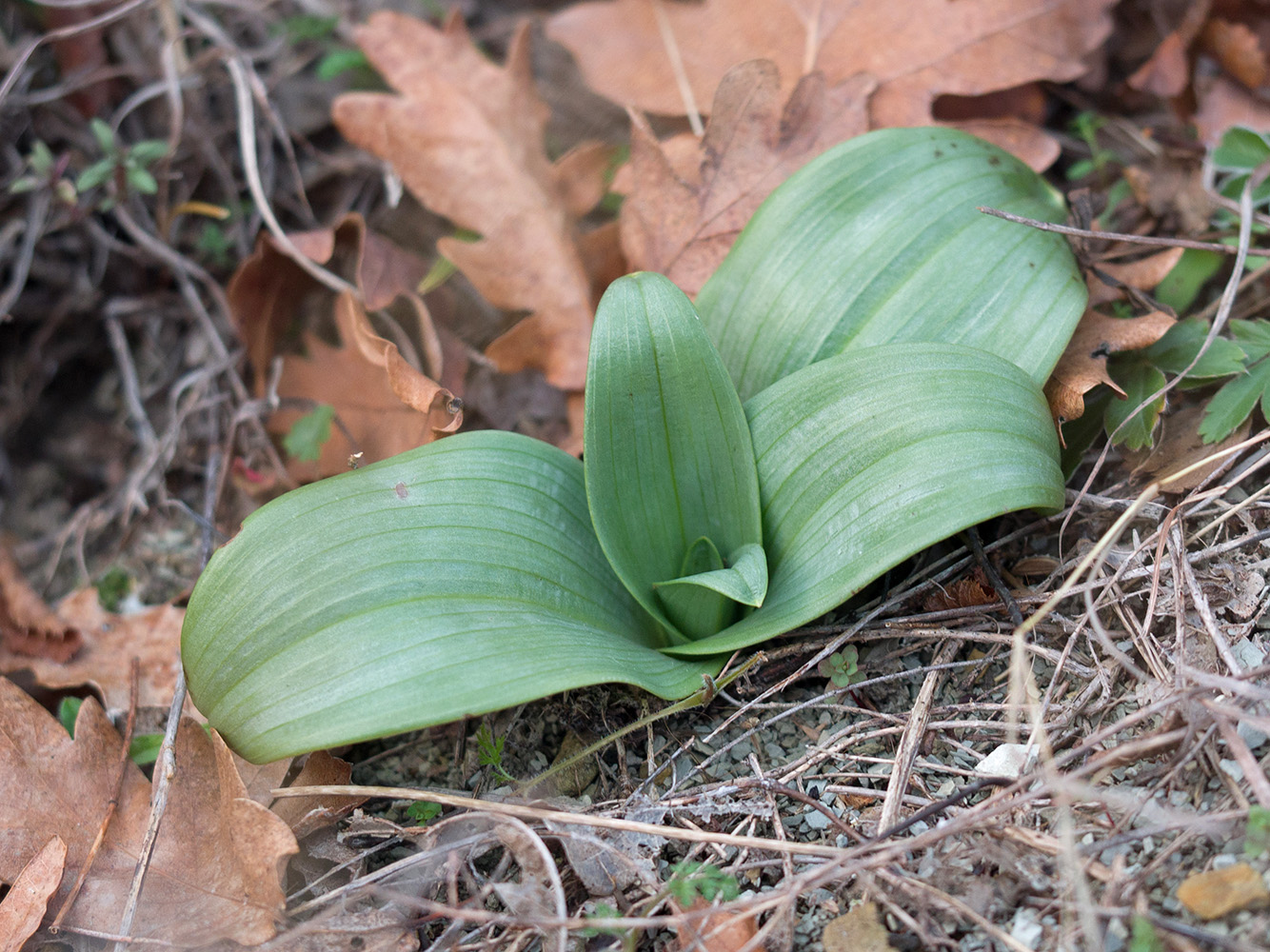 Изображение особи семейство Orchidaceae.