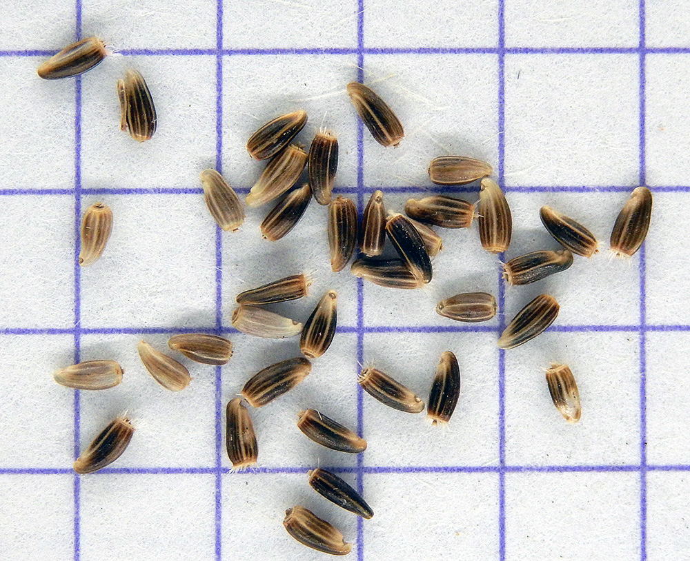 Image of Centaurea diffusa specimen.
