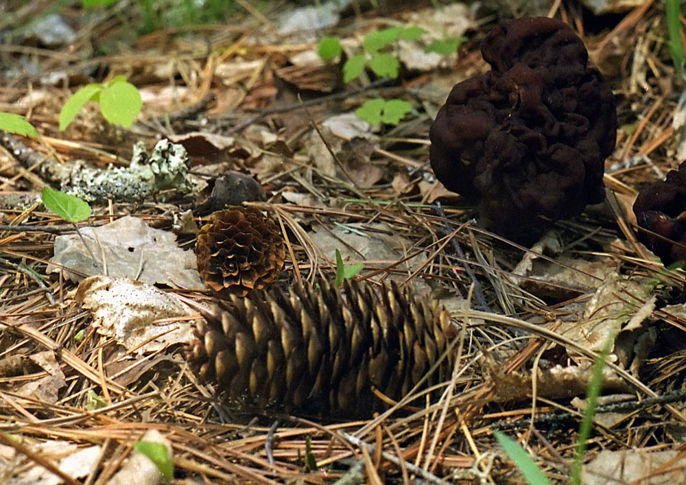 Изображение особи Picea koraiensis.