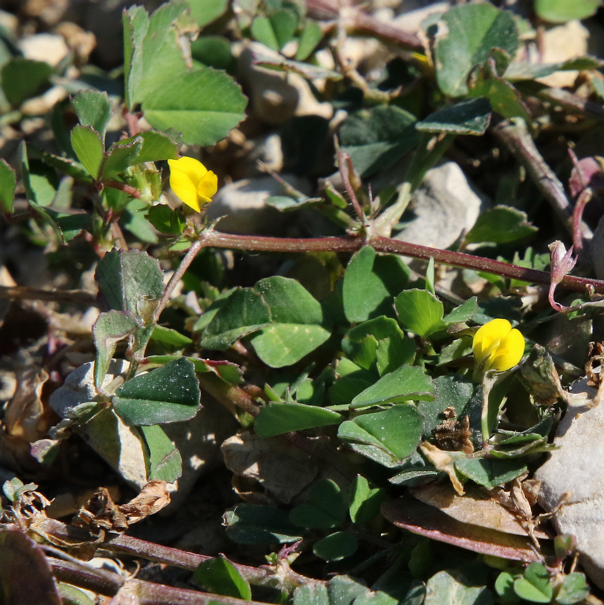 Image of Medicago orbicularis specimen.