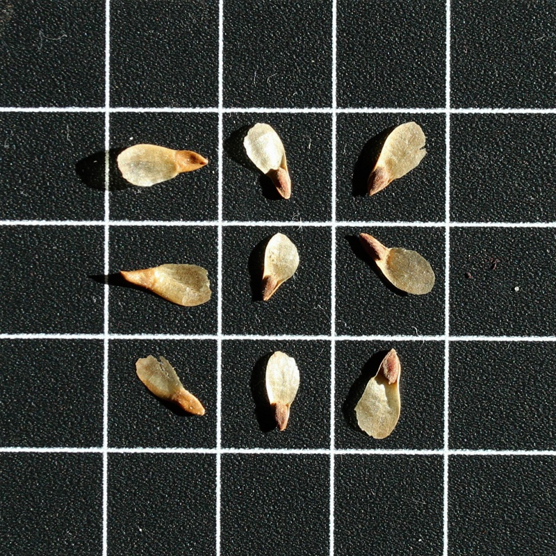 Image of Picea pungens f. glauca specimen.