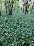 Allium ursinum