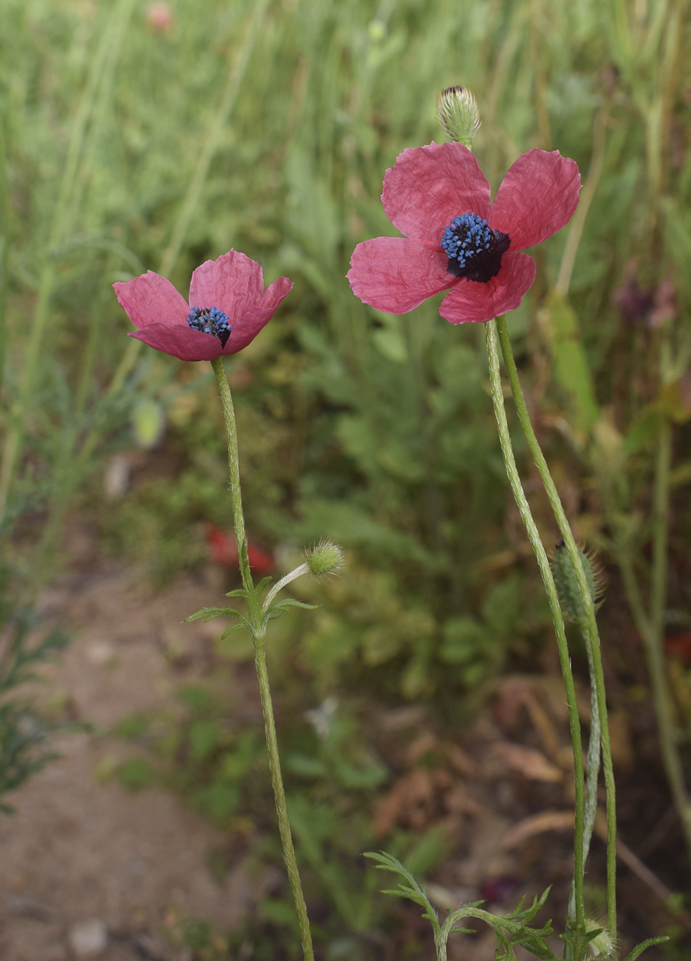 Изображение особи Papaver hybridum.