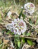 Noccaea caerulescens