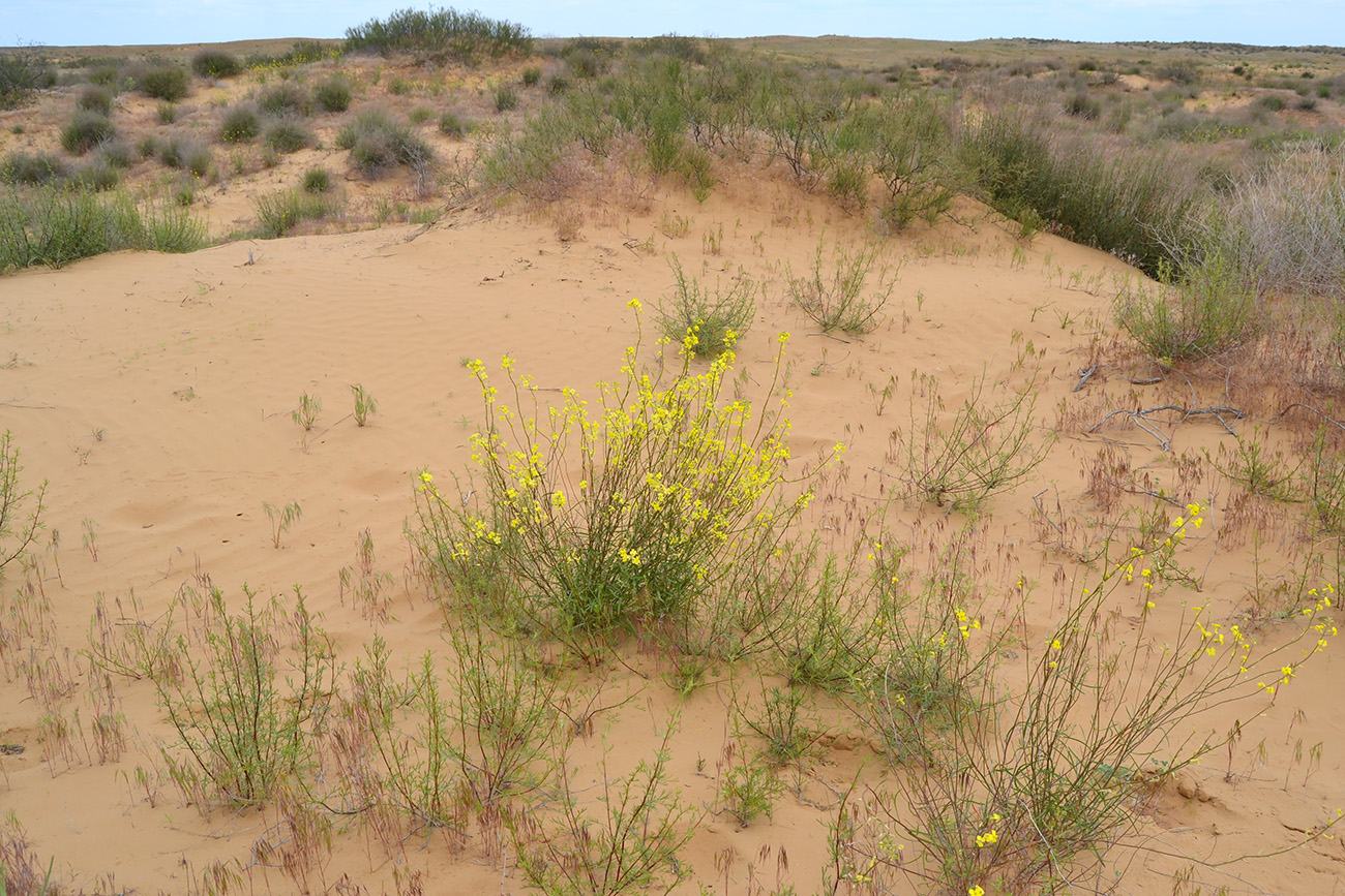 Image of Erysimum canescens specimen.