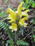 Pedicularis oederi. Цветущее растение в горной тундре. Коми, Интинский р-н, нац. парк \"Югыд Ва\", Приполярный Урал, бассейн р. Пелингичей, руч. Южный. 17.07.2010.