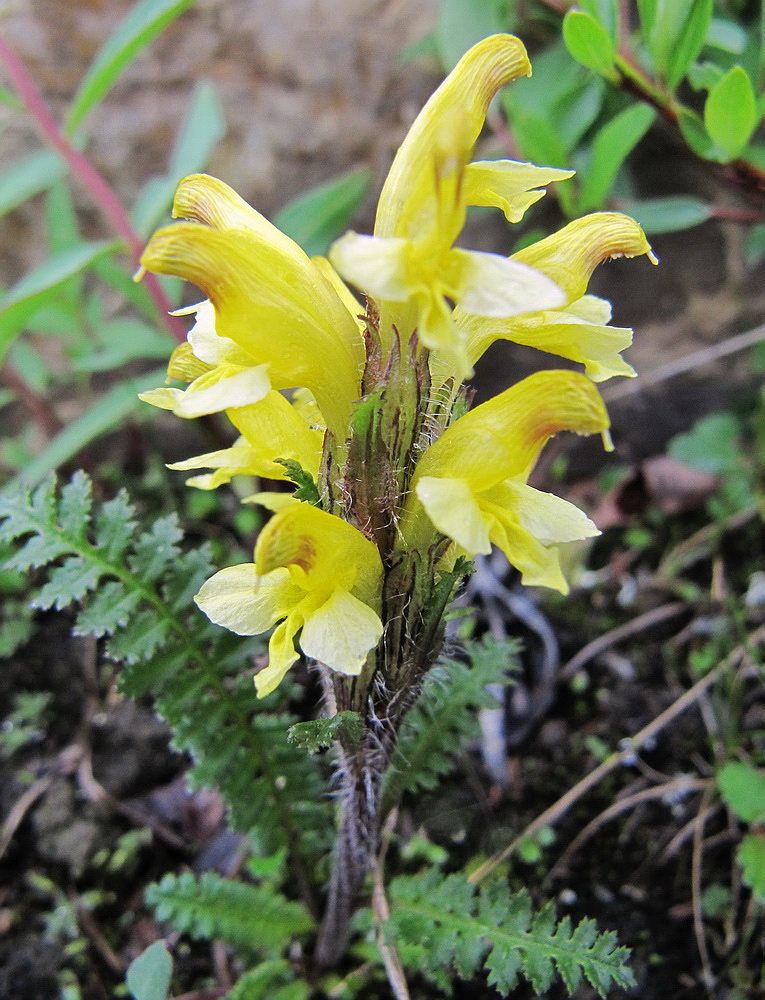 Изображение особи Pedicularis oederi.