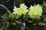 Rhododendron aureum. Листья и соцветия. Приморский край, Чугуевский р-н, гора Облачная, выс. 1600 м н.у.м., в зарослях кедрового стланика (Pinus pumila). 07.06.2025.