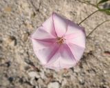 Convolvulus cantabrica. Цветок. Краснодарский край, Крымский р-н, окр. станицы Неберджаевская, ур. Темрючки, старый заброшенный мергелевый карьер, на отвале грунта. 06.06.2025.