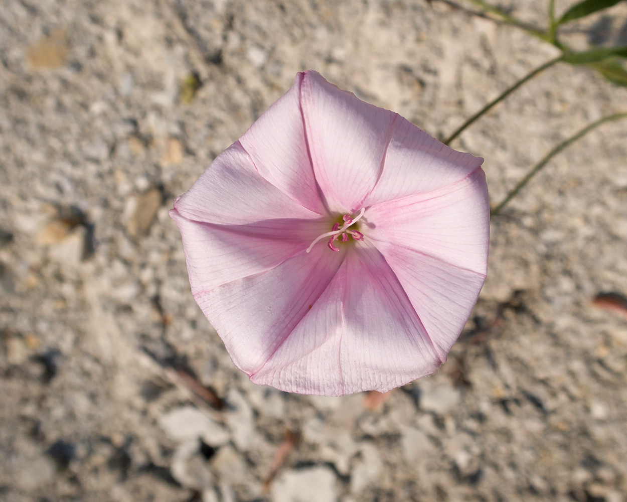 Image of Convolvulus cantabrica specimen.