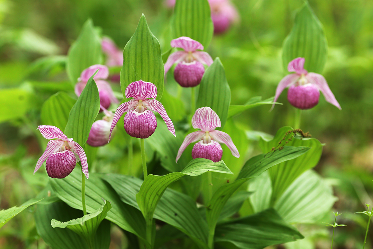 Image of Cypripedium macranthos specimen.