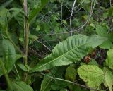 Picris hieracioides