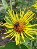 Inula magnifica. Соцветие. Республика Молдова, г. Кишинёв, Ботанический сад МГУ, коллекция лекарственных растений, в культуре. 17.07.2025.