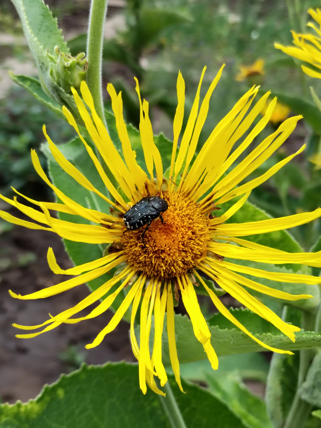 Изображение особи Inula magnifica.