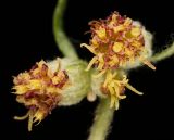 Artemisia vulgaris