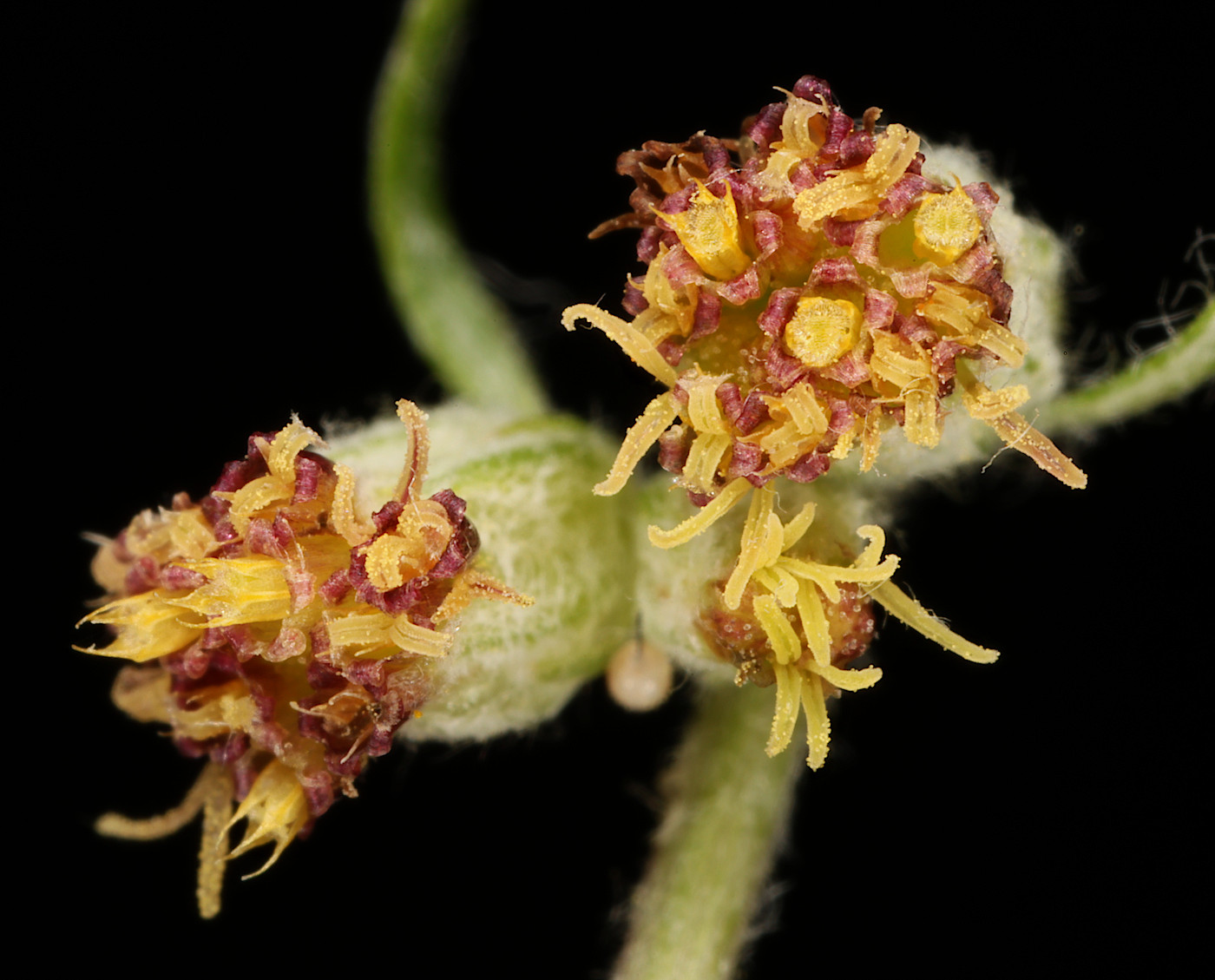 Image of Artemisia vulgaris specimen.