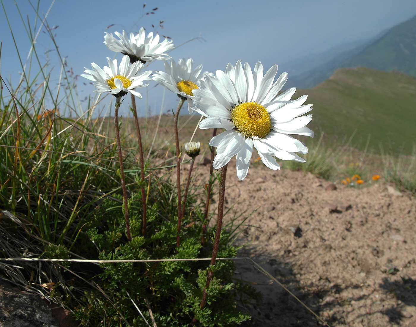 Изображение особи Pyrethrum karelinii.