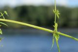 Galium spurium. Часть сорванной цветущей и плодоносящей веточки. Псковская обл., Псковский р-н, окр. погоста Выбуты, берег р. Великая, на известняке у подошвы обрыва. 02.08.2025.