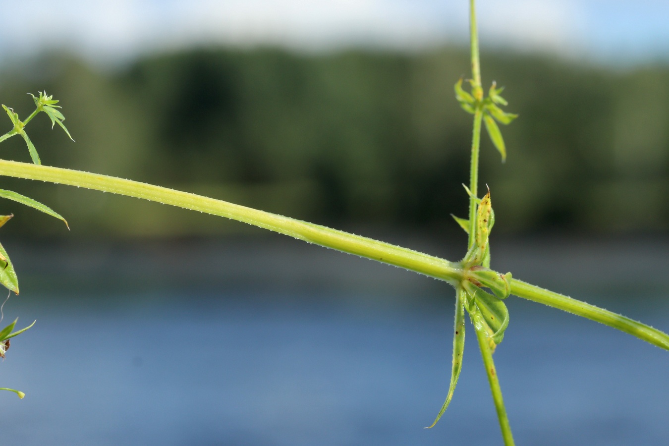 Image of Galium spurium specimen.
