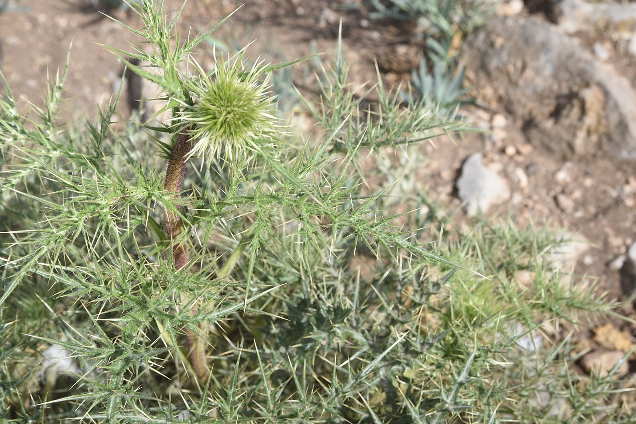 Image of familia Asteraceae specimen.