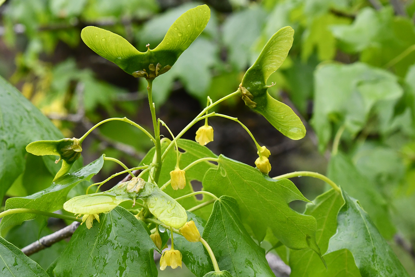 Изображение особи Acer turkestanicum.