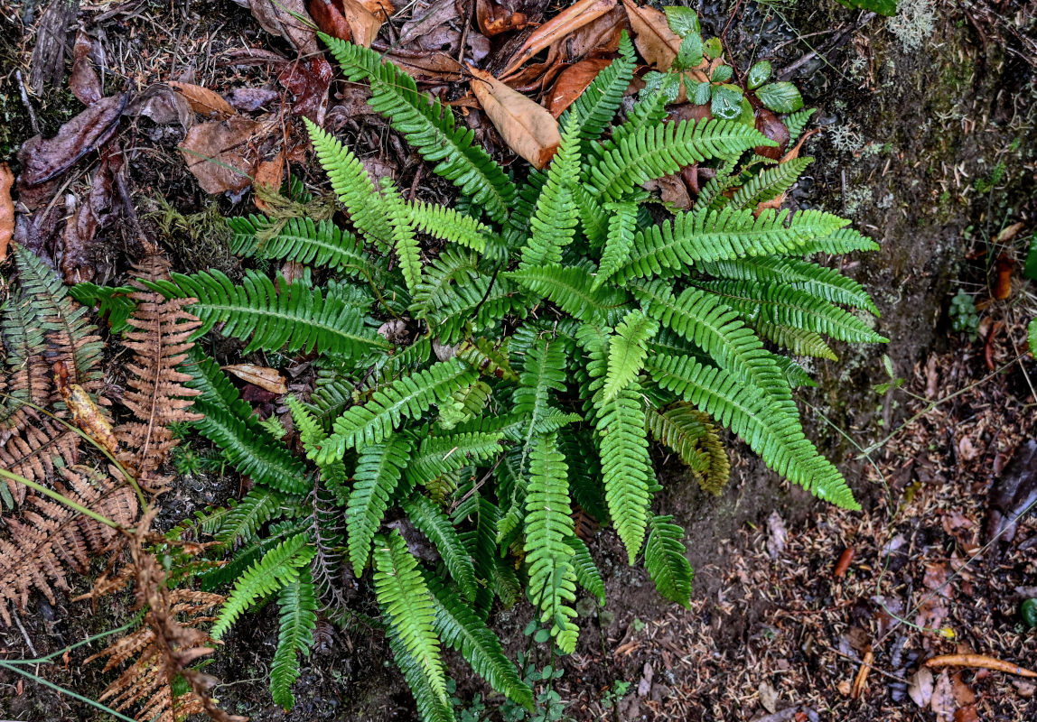 Изображение особи Blechnum spicant.