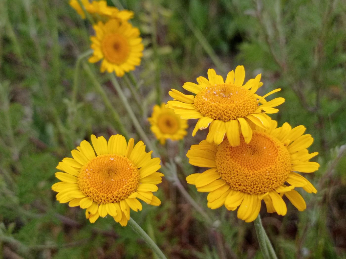 Изображение особи Anthemis tinctoria.