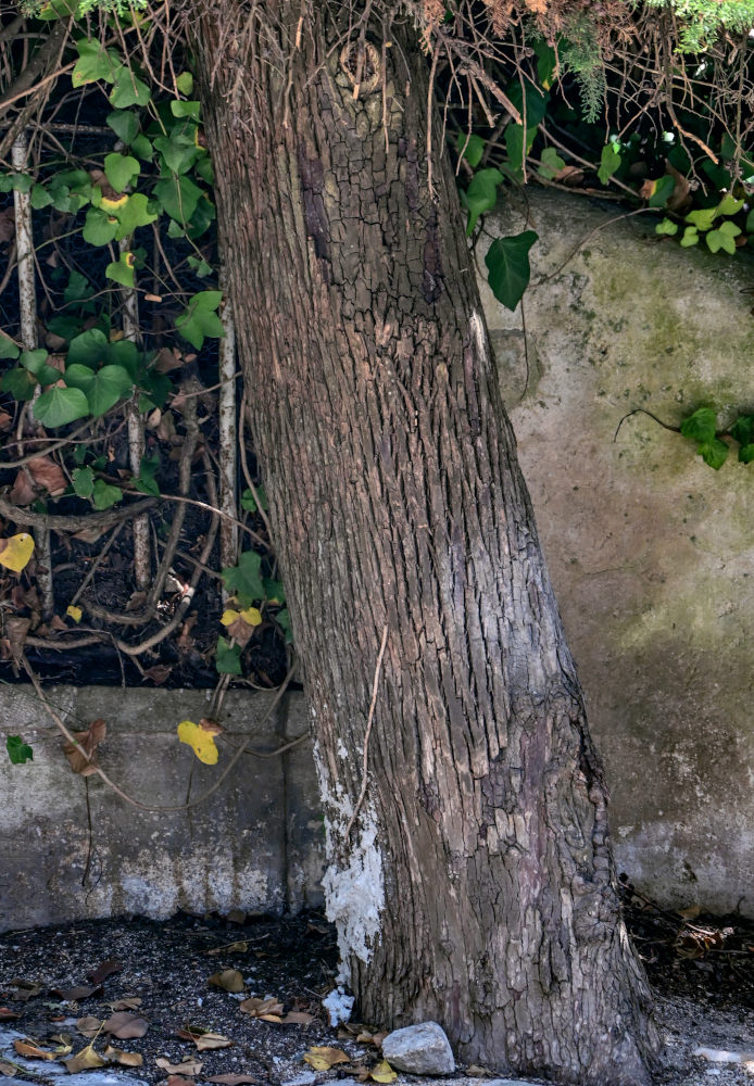 Изображение особи Juniperus chinensis.