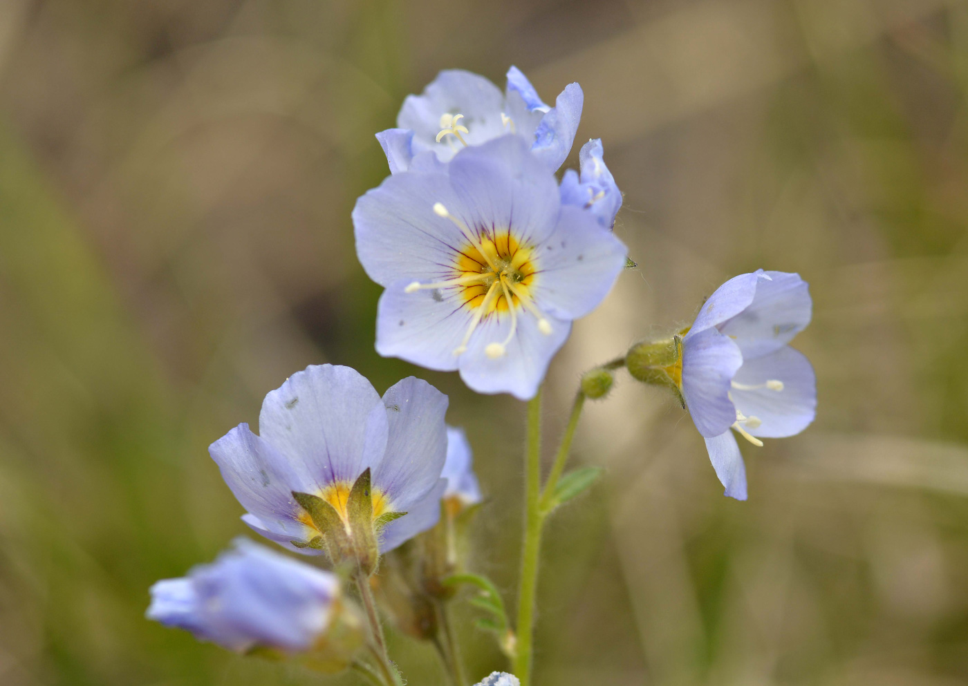 Image of Polemonium boreale specimen.