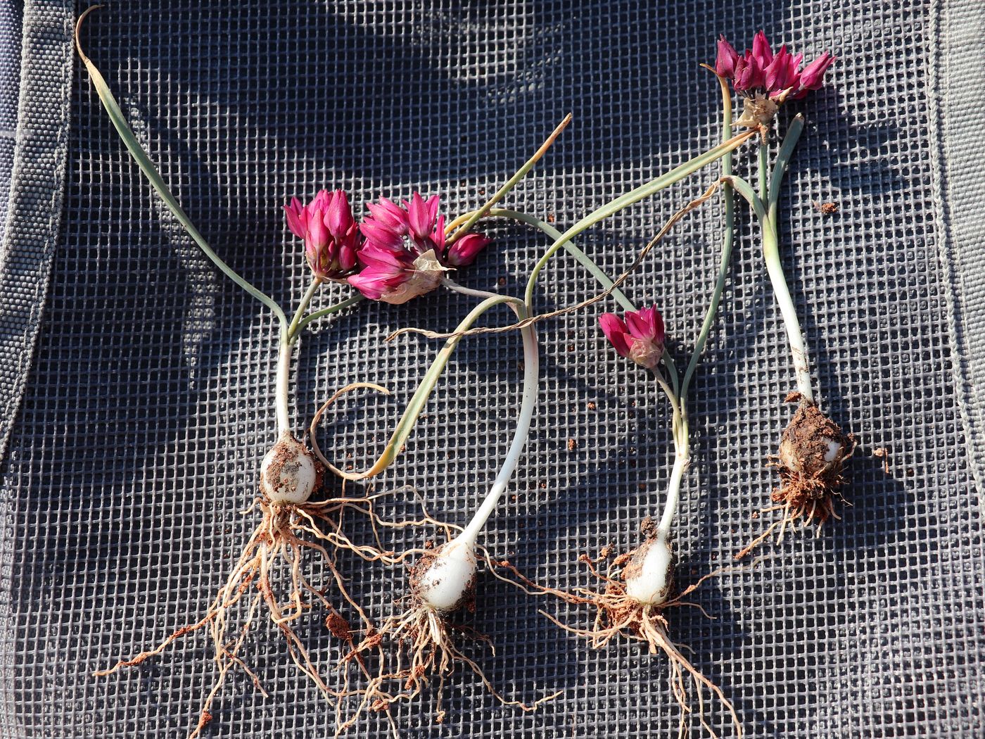 Image of Allium platystemon specimen.