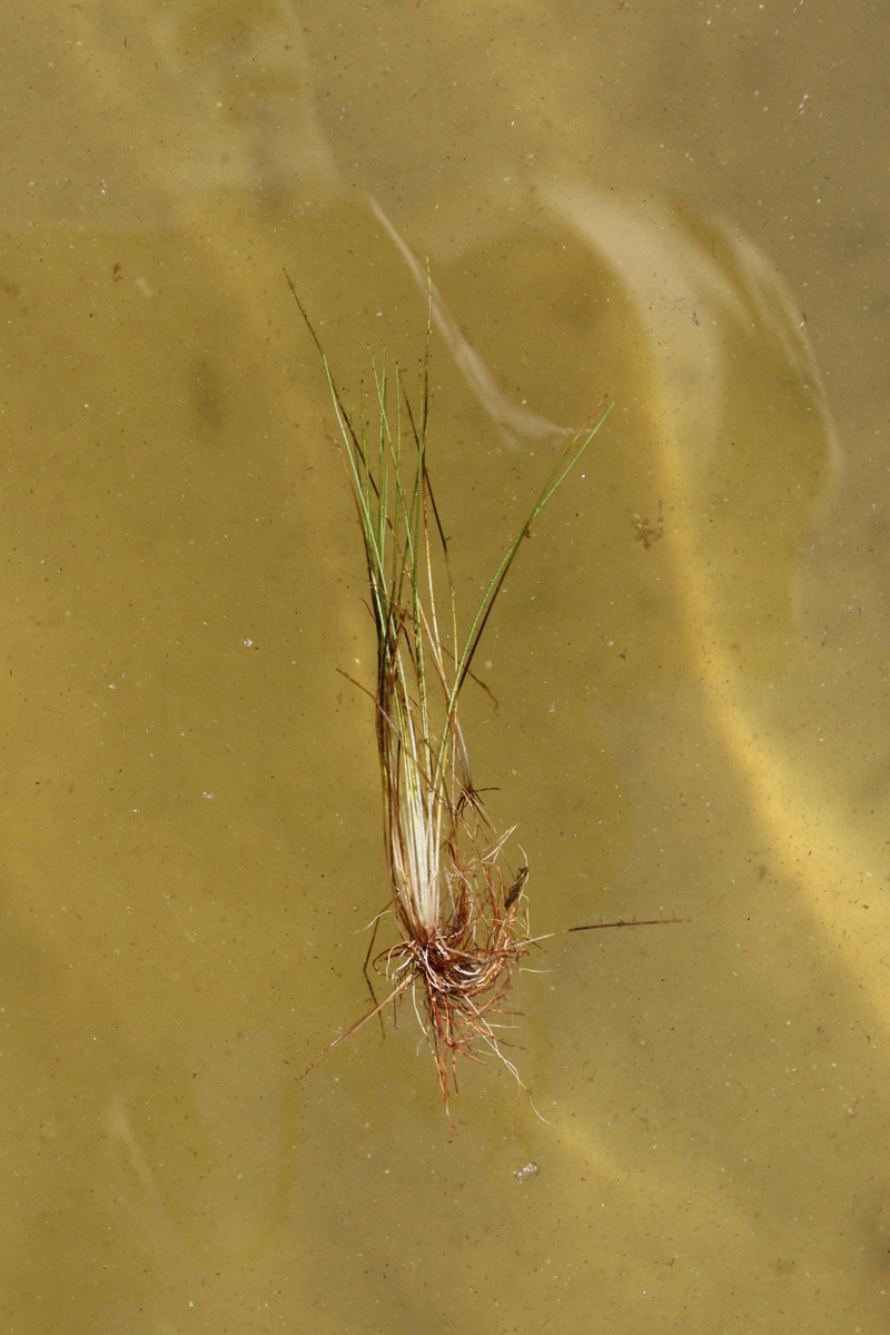 Изображение особи Isoetes echinospora.