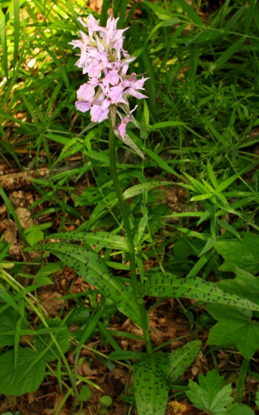 Image of Dactylorhiza urvilleana specimen.