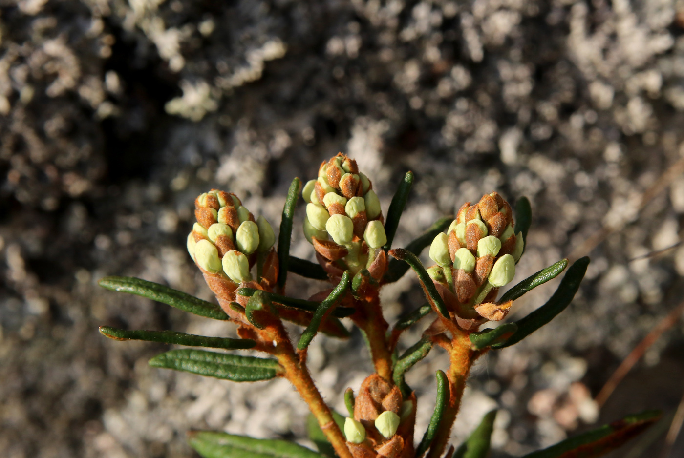 Image of Ledum palustre specimen.