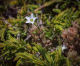 Minuartia oreina. Верхушка цветущего растения. Абхазия, Гагрский р-н, 1850 м н.у.м., каменистый субальпийский луг. 12.06.2025.