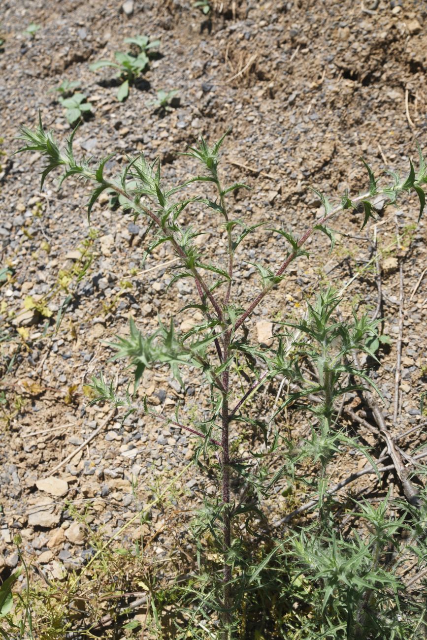 Image of genus Carthamus specimen.