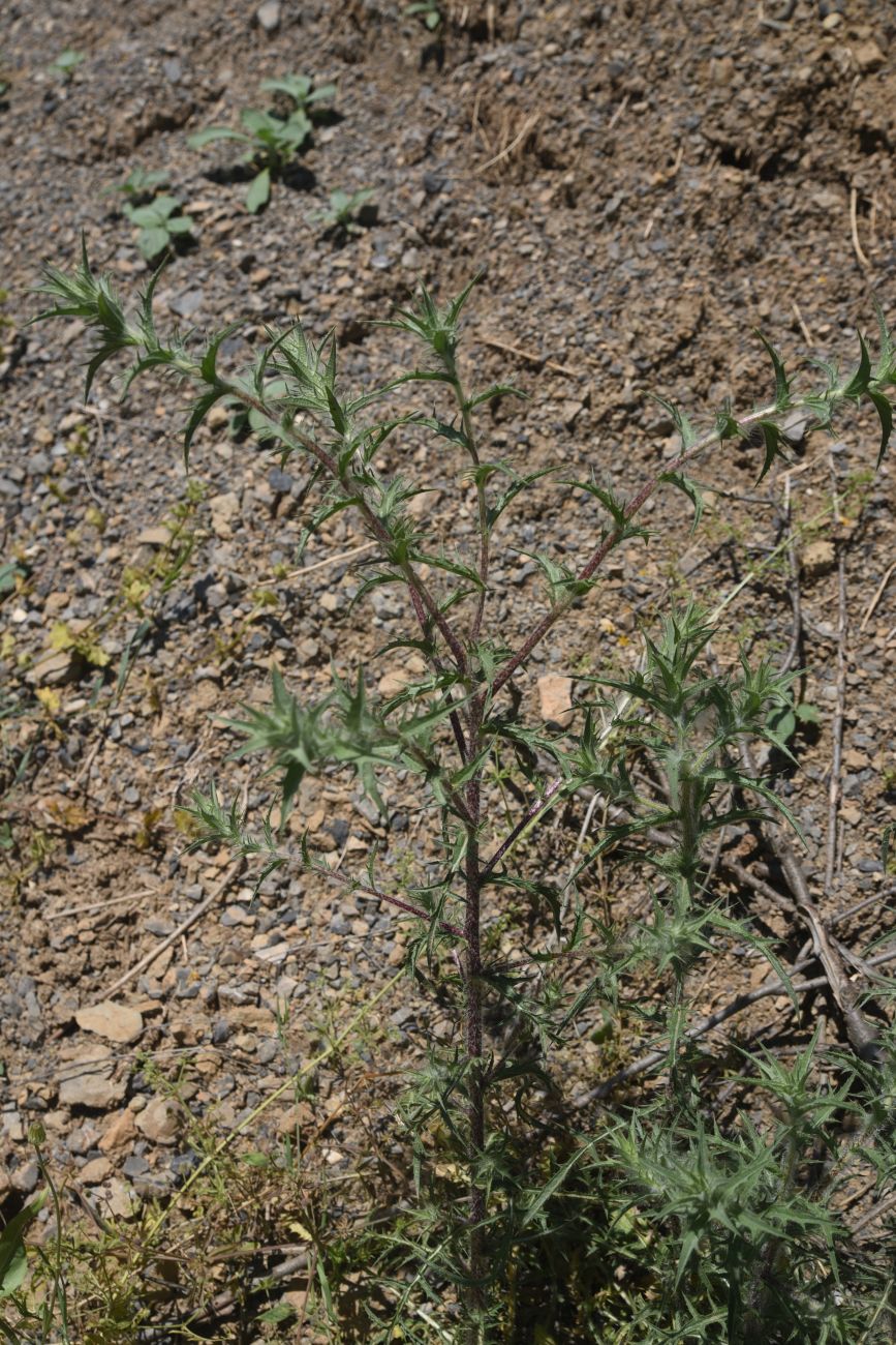 Image of Unknown species specimen.